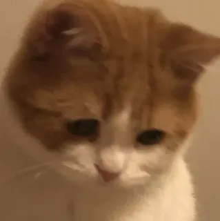 😞 猫, ペット, 動物, 飼い猫, 哺乳類 telegram sticker