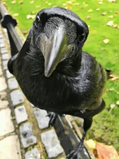 ⚫️ burung, gagak, hitam, hewan telegram sticker