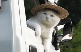 😺 gato, sombrero, animal, lindo, mascota, viajes, ventana whatsapp sticker