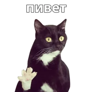 🤝 пивет cat, wave, greeting, animal telegram sticker