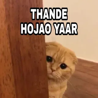 🍁 THANDE HOJAO YAAR Katze, süß, Meme, lustig, Haustier, Tier, orange telegram sticker