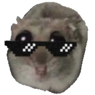😎 햄스터, 동물, 선글라스, deal with it, 밈, 웃긴 whatsapp sticker