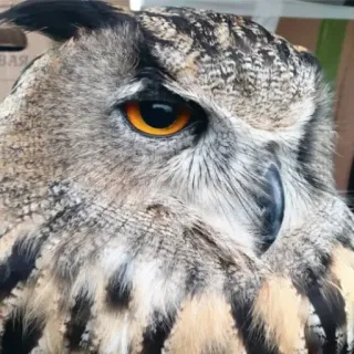 😤 owl, bird, wildlife, animal, nature, eyes, feather telegram sticker