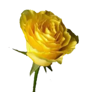 🌼 gelbe Rose, Blume, Rose, Blüte, Natur, Blumenmuster telegram sticker