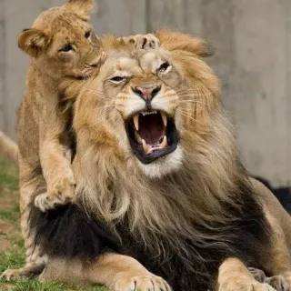 🦁 leão, filhote, animais, vida selvagem, natureza telegram sticker