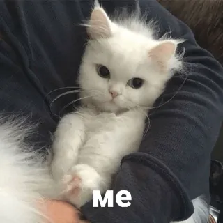 😛 Me gato, gato branco, fofo, animal de estimação, animal telegram sticker