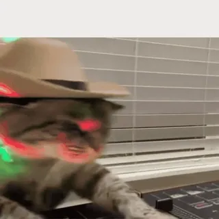 💃 DJ Cat whatsapp sticker