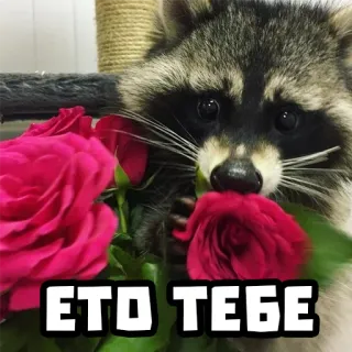 💐 ЭТО ТЕБЕ mapache, flores, rosas, animal, lindo whatsapp sticker