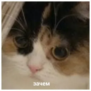 😕 зачем cat, question, russian, animal telegram sticker