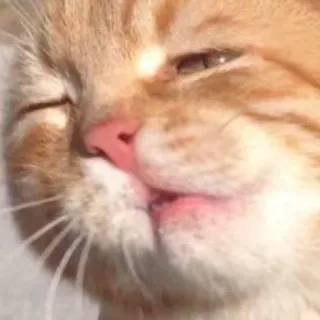 🐱 chat, chaton, animal, animal de compagnie, mignon, drôle, mème telegram sticker
