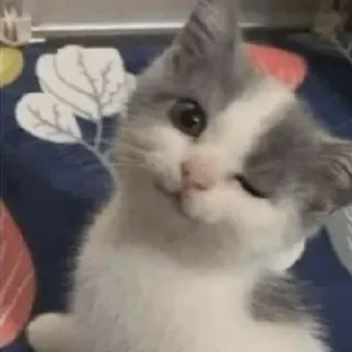 😉 猫, 子猫, ウインク, 可愛い, ペット, 動物 telegram sticker