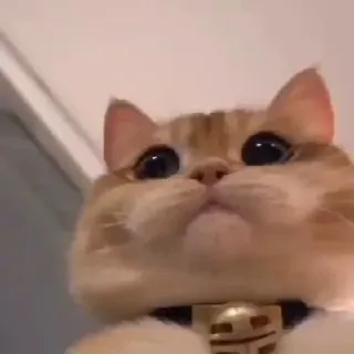🙇‍♂ mèo, động vật, thú cưng, mèo con, dễ thương, nhà, mèo, mèo cam telegram sticker