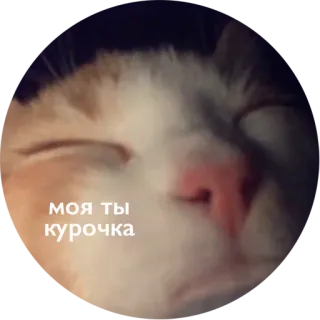 ❤️ моя ты курочка kat, slapen, schattig, huisdier, dier whatsapp sticker