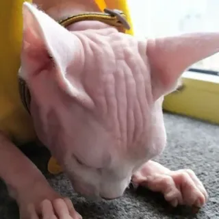 😫 gatto, sphynx, animale domestico, senza pelo, animale telegram sticker