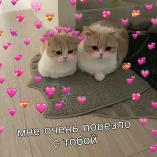 🩰 мне очень повезло с тобой katzen, süß, liebe, herzen, freundschaft whatsapp sticker
