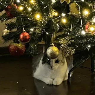 🎄 chat, noël, sapin de noël, animal de compagnie, fête, animal whatsapp sticker