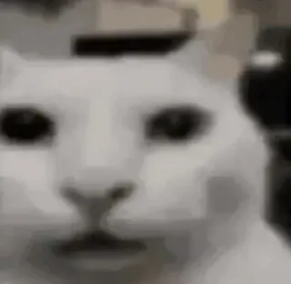 🌟 Katze, Meme, lustig, Tier, Haustier, weisse Katze whatsapp sticker