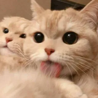 😺 gato, gatos, fofo, animal de estimação, animais whatsapp sticker