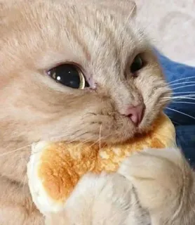 🧀 gatto, pane, animale, carino telegram sticker