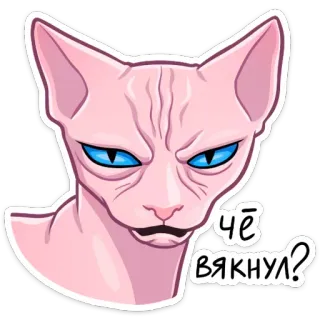 😤 Чё вякнул? Katze, Sphynx, Tier, Meme, Lustig, Aufkleber telegram sticker