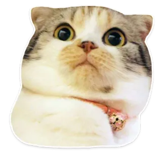 😧 gato, mascota, animal, lindo, gatito, felino telegram sticker