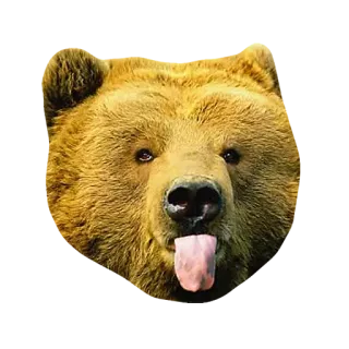 😝 bear, animal, tongue, wildlife, mammal, brown bear, forest, cute telegram sticker