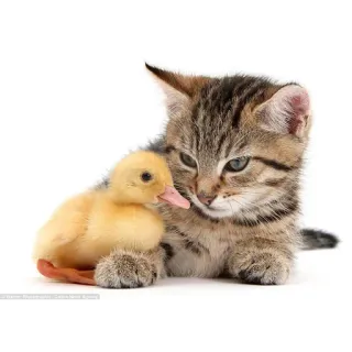 ❤ gatito, patito, gato, pato, animales, amistad, lindo telegram sticker