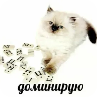 🐱 доминирую kucing, anak kucing, domino, bahasa Rusia, hewan peliharaan, hewan peliharaan telegram sticker