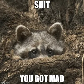 🙊 SHIT
YOU GOT MAD mapache, animal, gracioso, meme whatsapp sticker