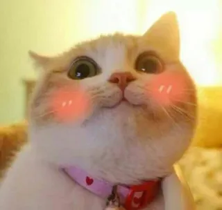 🐱 gato, animal de estimação, animal, fofo, kawaii, gatinho, animal doméstico telegram sticker
