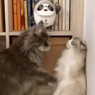 🔥 cat, cats, animals, pet, domestic cat, cute, kitten whatsapp sticker