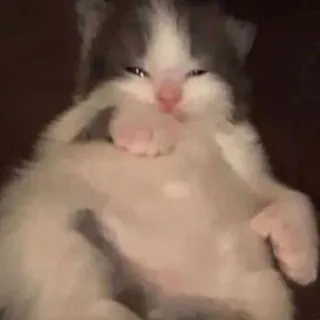 💓 gattino, gatto, carino, animale, animale domestico, cucciolo telegram sticker