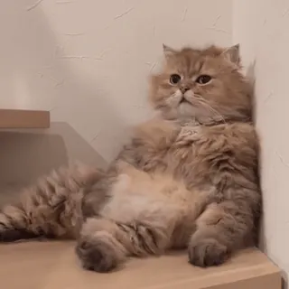 😔 gato, lindo, animal, mascota, doméstico, felino, adorable whatsapp sticker