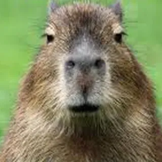 Capybara Are My Life telegram stickers