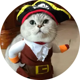 😌 chat, pirate, animal, animal de compagnie, costume, mignon telegram sticker