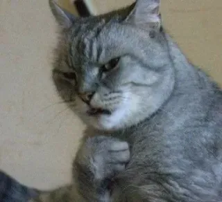 🤭 gatto, meme, divertente, animale, arrabbiato, atteggiamento telegram sticker