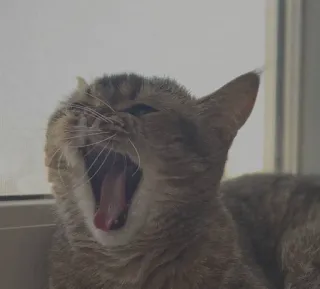😴 gato, bostezando, animal, mamífero, mascota, felino telegram sticker