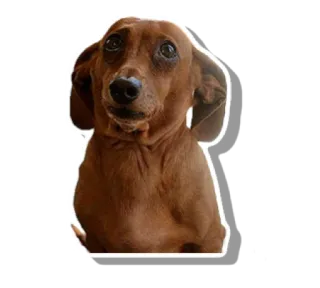 😰 dog, dachshund, cute, animal, pet whatsapp sticker