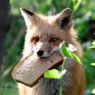 🦊 whatsapp sticker