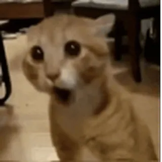 🤩
