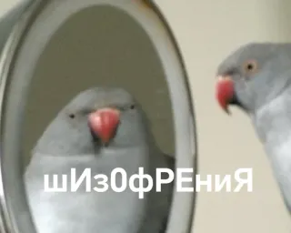 🥴 Шизофрения นก, นกแก้ว, โรคจิตเภท, กระจก, เงาสะท้อน telegram sticker