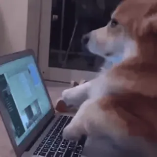 💻 perro, corgi, portátil, escribiendo, ordenador telegram sticker