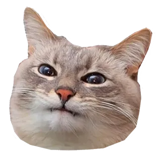 😑 cat, animal, pet, mammal, feline, domestic cat, sticker telegram sticker