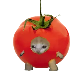 ❤️ cat, tomato, sad, funny, meme, animal telegram sticker