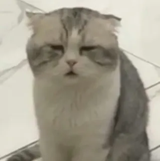 🙁 chat, scottish fold, animal, animal de compagnie, chat domestique telegram sticker