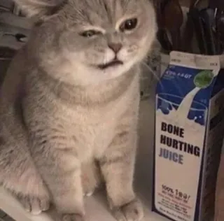 🐱 BONE HURTING JUICE
100% Tear! kucing, kotak susu, jus sakit tulang, lucu, meme, hewan, minuman telegram sticker