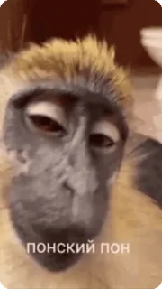 👌 ПОНСКИЙ ПОН scimmia, meme, animale, divertente whatsapp sticker