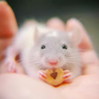✨ Ratte, süß, Tier, Haustier, Nagetier, Herz whatsapp sticker