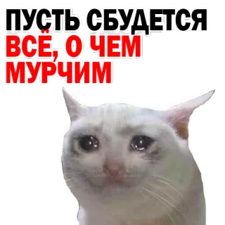 😂 ПУСТЬ СБУДЕТСЯ ВСЕ, О ЧЕМ МУРЧИМ gato, meme, triste, chorando, russo, texto, adesivo whatsapp sticker