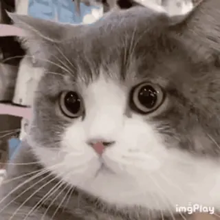 🐱 cat, animal, cute, pet, kitten, gray and white whatsapp sticker